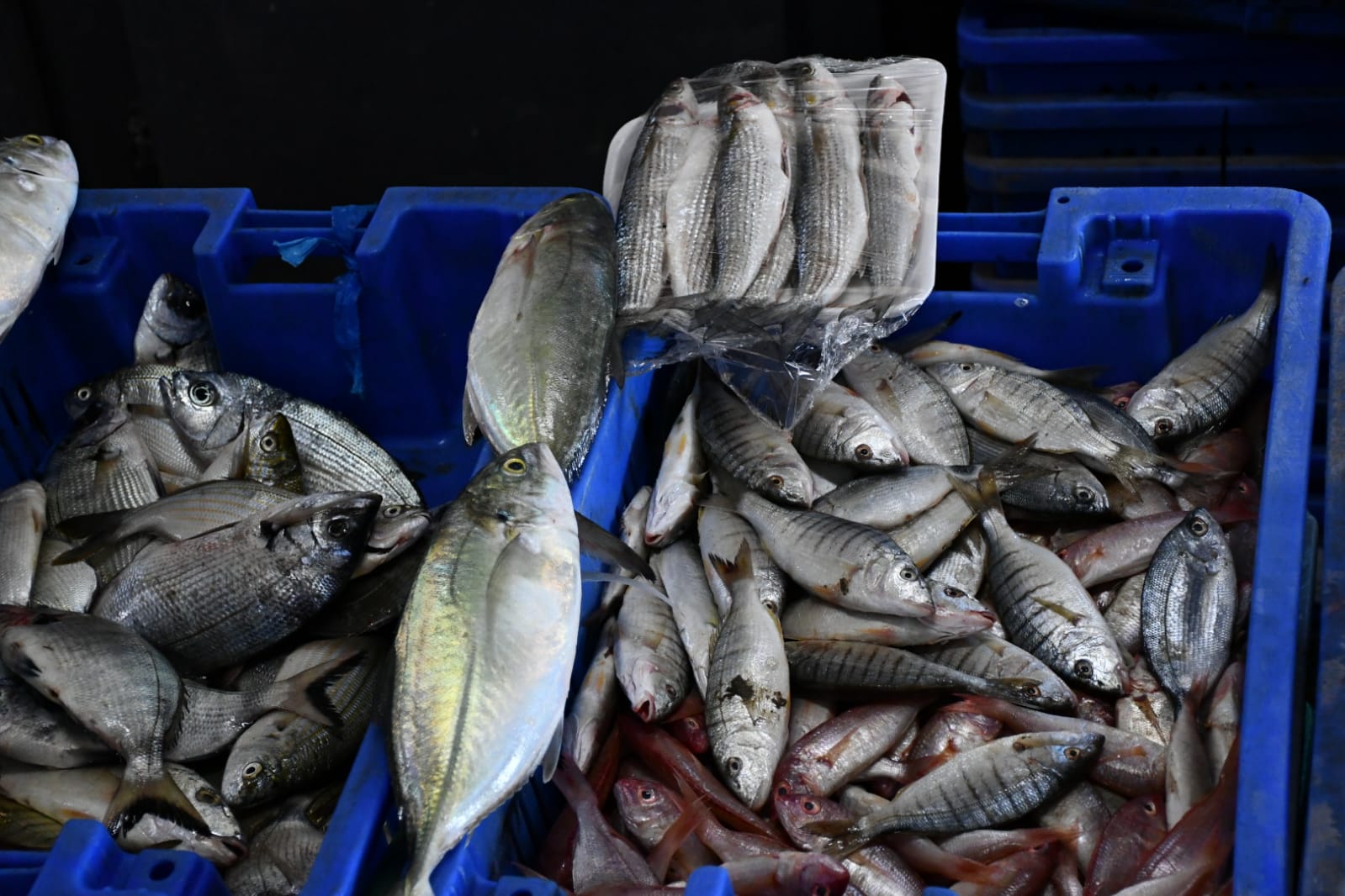 WhatsApp Image 2020-11-23 at 8.41.16 AM (1).jpeg.jpeg